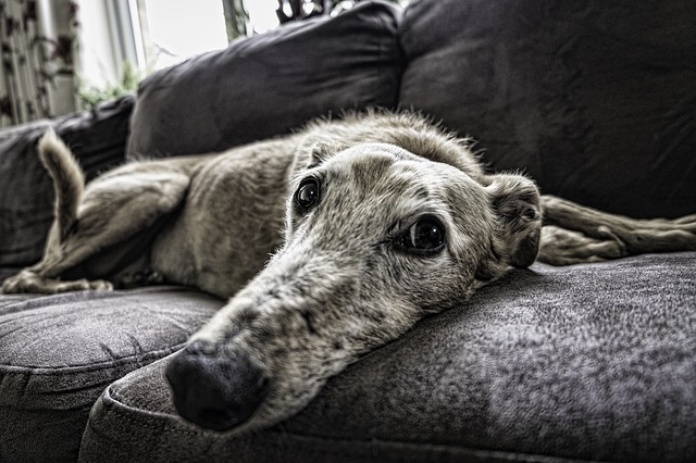 sofa posture